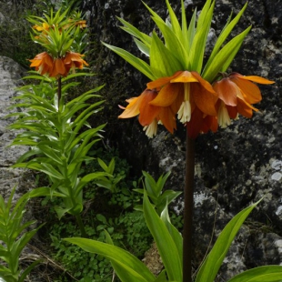 Fritillaria eduardii